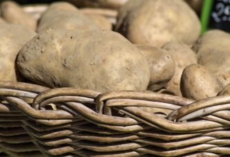 Gangrena krompira nanosi velike štete u skladištu