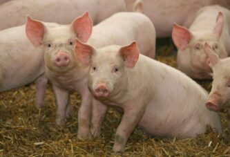 Kvalitet mesa kod mladih svinja u tovu zavisi od rase i ishrane