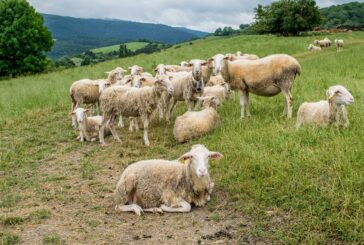 Racionalnim obrokom do smanjenja troškova u stočarstvu