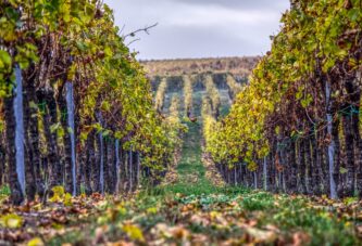 Obrada vinograda u jesen
