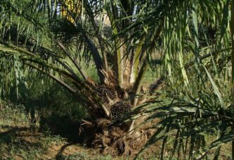 Hoće li Srbija postati distributivni centar za palmino ulje u ovom delu Evrope?