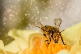 Stručni seminar o pretnjama opstanku medonosne pčele 10. decembra u Novom Sadu