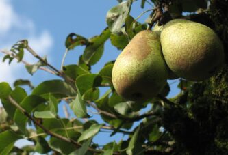 Srednji Banat: Zastupljene stone sorte voća osetljive na bolesti od kojih se najviše pravi rakija