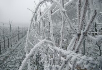 Dejstvo niskih temperatura na vinovu lozu