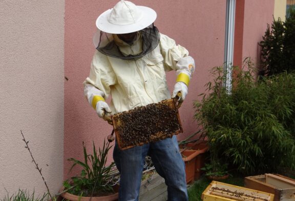 Urbano pčelarstvo: Još smo mi daleko od svetskih trendova