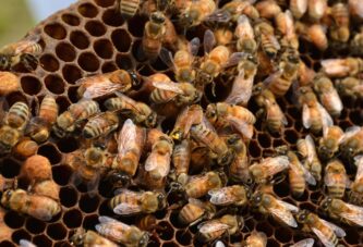 Paratifus medonosnih pčela