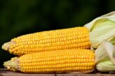 Kinezi planiraju veliku investiciju u preradu kukuruza u Srbiji