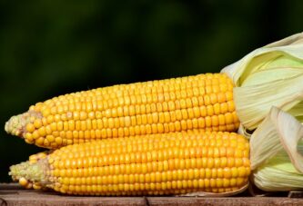 Kinezi planiraju veliku investiciju u preradu kukuruza u Srbiji