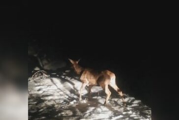 Četvrti kontigent jelena stigao na Zlatibor