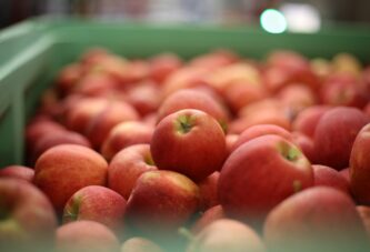 Poslednji kontigenti jabuka za Rusiju nisu naplaćeni – Proizvođači strahuju za plasman ovogodišnjeg roda