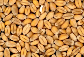 Setve nema bez prodaje prošlogodišnje pšenice i kukuruza
