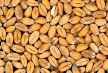 Setve nema bez prodaje prošlogodišnje pšenice i kukuruza
