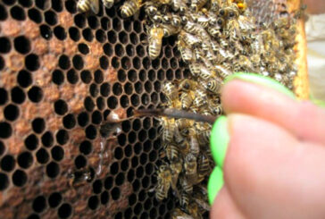 Iskorenimo američku kugu pčelinjeg legla – besplatni pregledi i pravična nadoknada