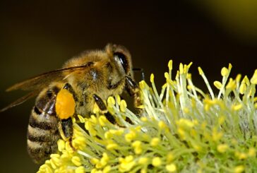 Zaštita pčela i drugih oprašivača u periodu cvetanja