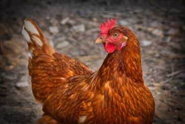 Ptičji grip hara Evropom, u Francuskoj ubijeno 13 miliona komada živine