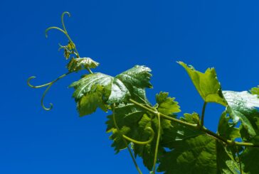 Zelena rezidba vinove loze – rezidba u periodu vegetacije