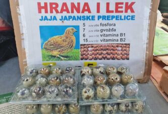 Jaja japanske prepelice izuzetno tražena