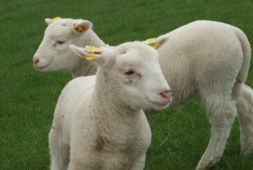 Dan ovčarstva 7. maja u Kragujevcu