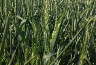 Zaštita pšenice od prouzrokovača fuzarioze klasa