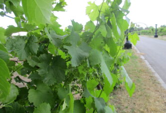 Hemijske i pomotehničke mere u vinogradu tokom maja