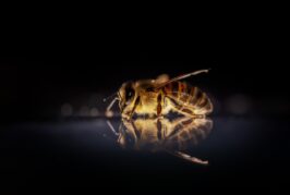 Pomor pčela u Šidu, sumnja se na trovanje