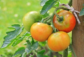 Udružena sadnja: Šta saditi uz paradajz