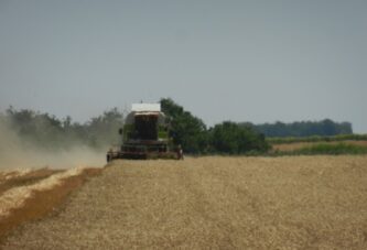 Srednji Banat: Prinos pšenice odredile padavine