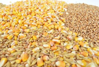 Smanjena tražnja na Produktnoj berzi – Cena novog roda pšenice 38 dinara
