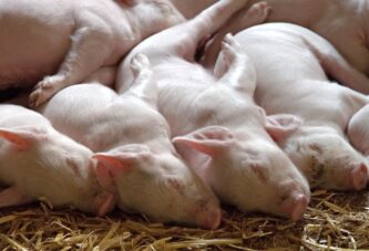 Skupa stočna hrana gasi farme svinja u Srbiji, meso će poskupljivati