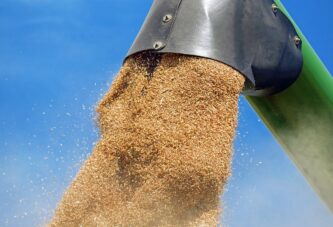 U Republici Srpskoj očekuju korektanu otkupnu cenu pšenice