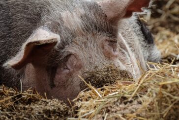 Žašto je Srbija od izvoznika postala uvoznik svinjskog mesa