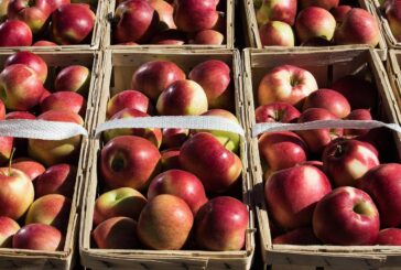 Rane sorte jabuka iz Srbije već krenule put Velike Britanije, UAE i Rusije