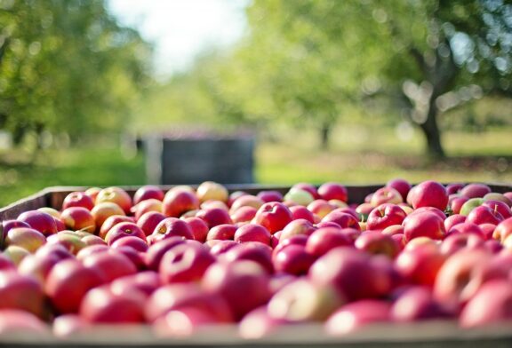 Keserović: Jabuke prerađivati i prilagoditi strukturu sortimenta