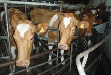 Holandija planira klanje 30 miliona grla stoke zbog klimatske krize