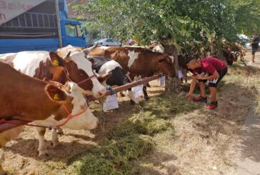 U Orlovatu održana izložba goveda i ovaca