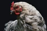 Holandija uništava 201.000 pilića zbog ptičijeg gripa