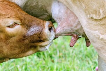 Srušen mit o kravama - Emisije metana koje proizvode su precenjene?