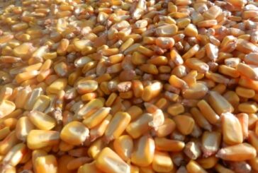 Otkupljivači izašli s cenom kukuruza – 30 dinara bez PDV-a