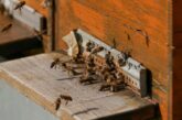 Poljoprivredna inspekcija: 63 zahteva za subvencije u pčelarstvu је neosnovanа