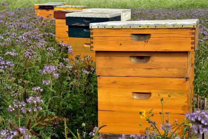 Beč: Berza za selidbu pčela
