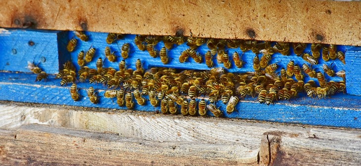 Izabrano rukovodstvo Evropskog pčelarskog saveza – Dva člana su iz Srbije