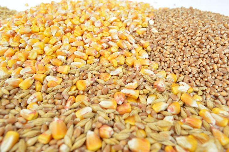 Produktna berza: Najviše se trgovalo pšenicom, blagi porast cena svih kultura