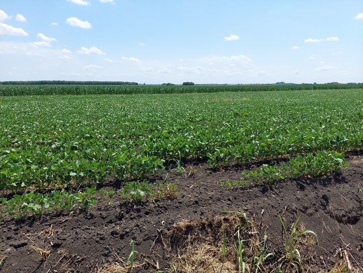 Kako prepoznati da u zemljištu nema dovoljno gvožđa