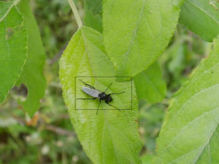 Vrtne muve u voćnjacima i ratarskim usevima ne treba tretirati