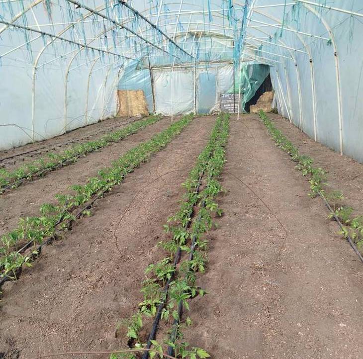 U borbi protiv moljca paradajza nepesticidne mere su ključne