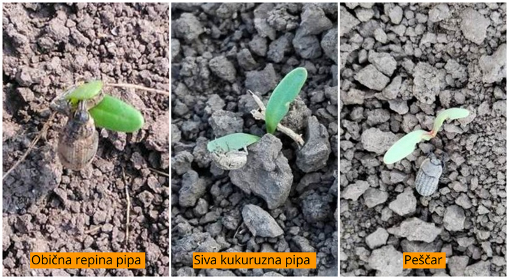Šećena repa još uvek ugrožena od štetočina