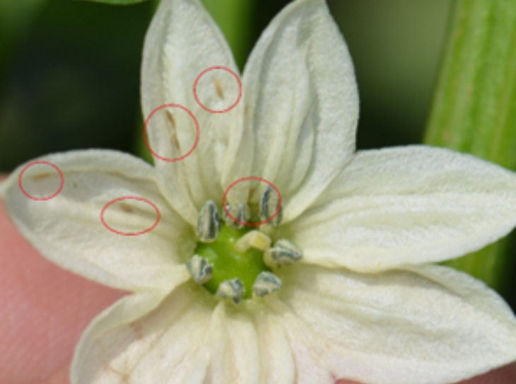 Tripsi u plastenicima: Mali insekti, veliki problem