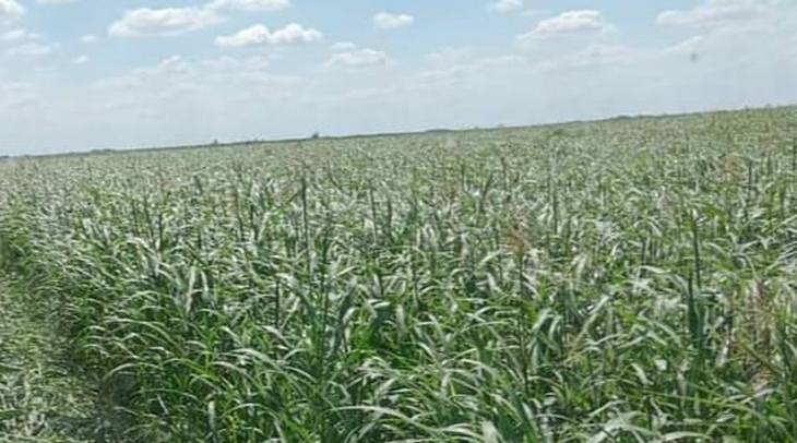 Vreme je za setvu krmnog sirka i sudanske trave