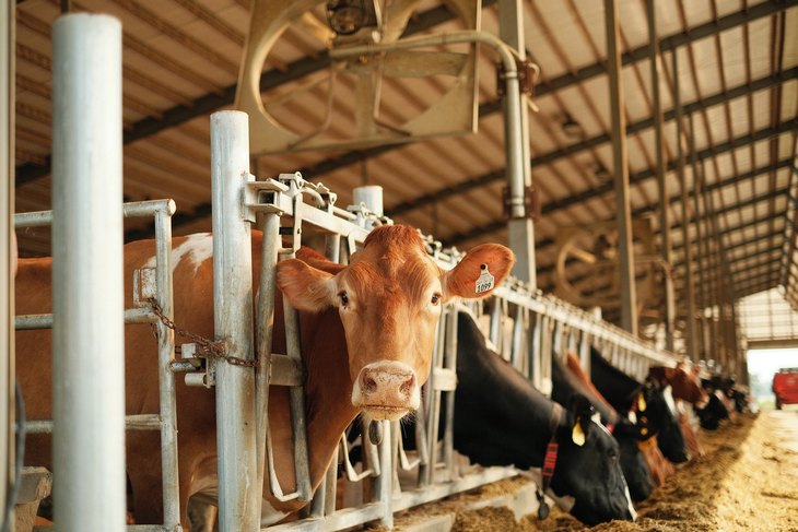 Vojvodina: U toku je konkurs za stočarstvo i pčelarstvo vredan 130 miliona dinara