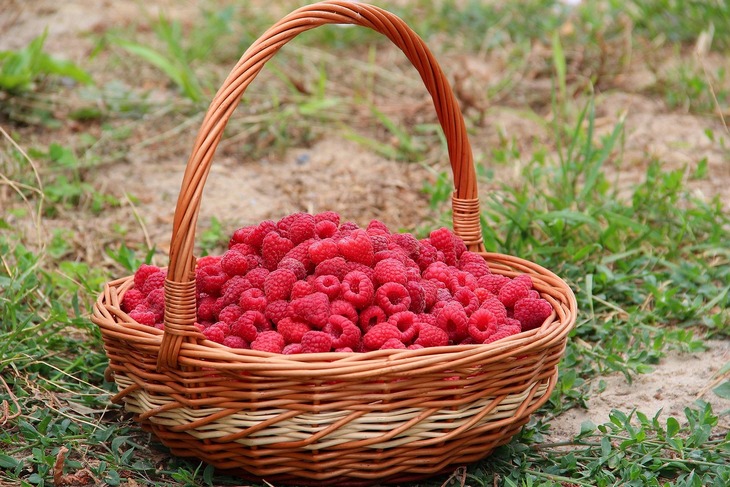 Malinari se nadaju ceni od 550 dinara za kilogram